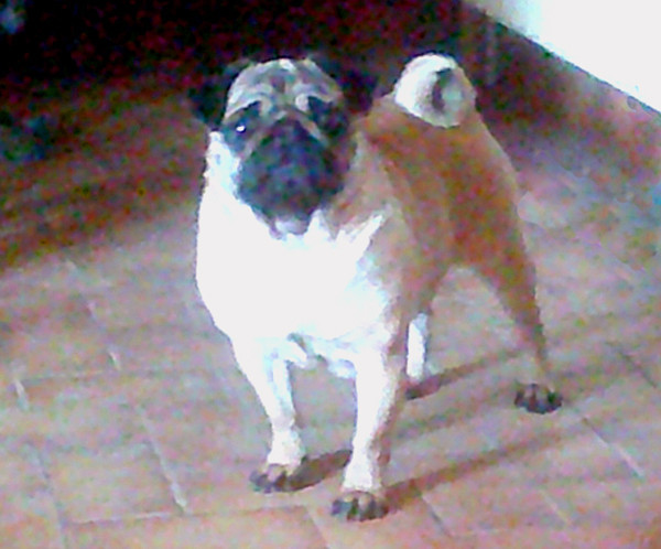 Timmie tempete solaire Des Terres De Miss Blue