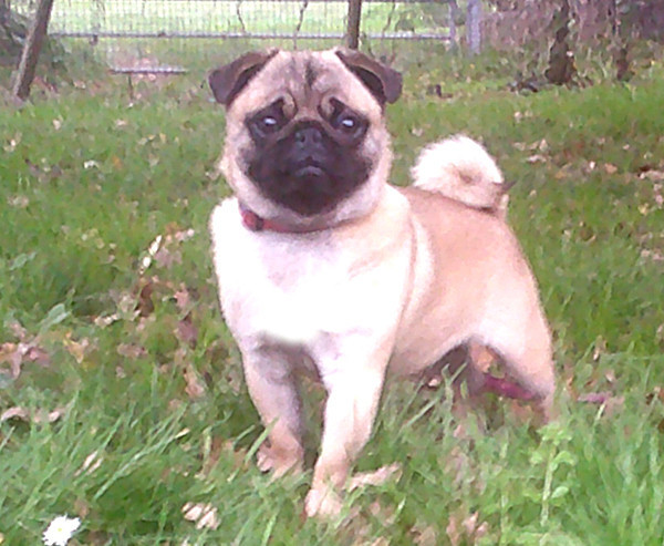 Voile dorée Nostalgie de France