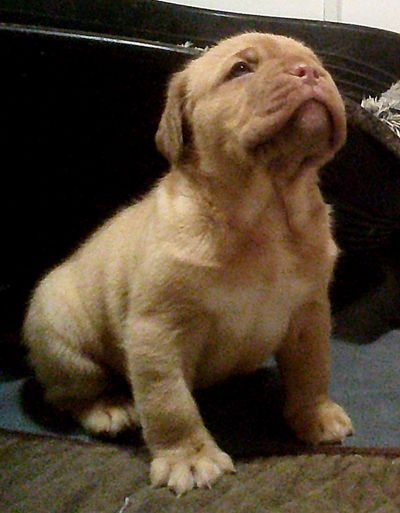 Nostalgie de France - Chiots disponibles - Dogue de Bordeaux