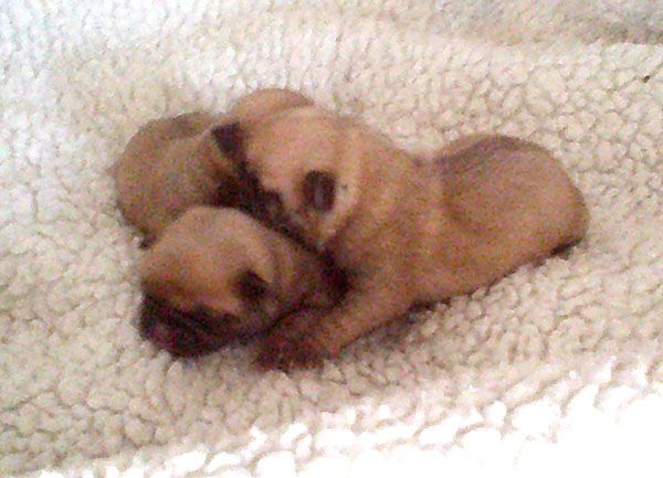 Nostalgie de France - Chiots disponibles - Carlin