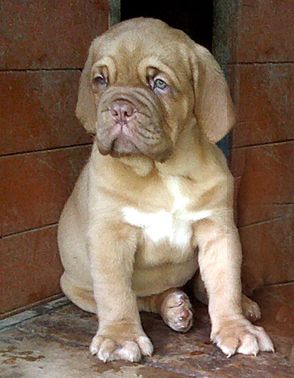 Nostalgie de France - Chiots disponibles - Dogue de Bordeaux