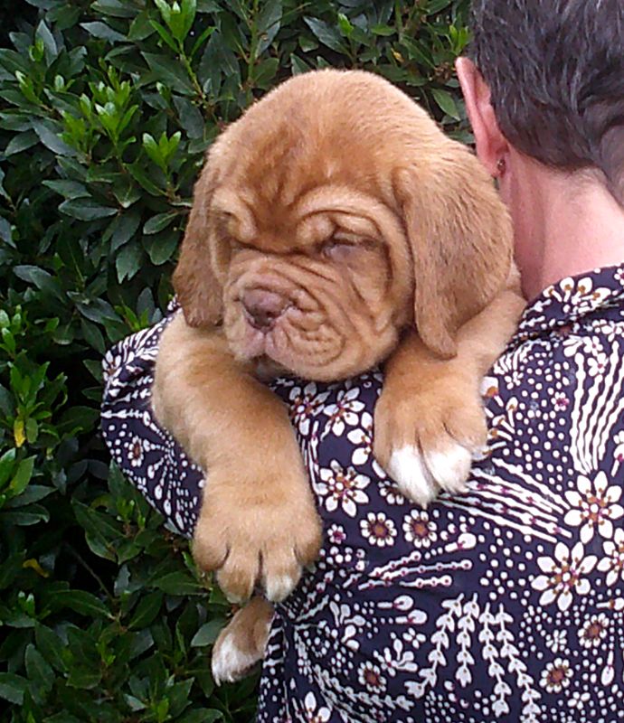 Nostalgie de France - Chiots disponibles - Dogue de Bordeaux