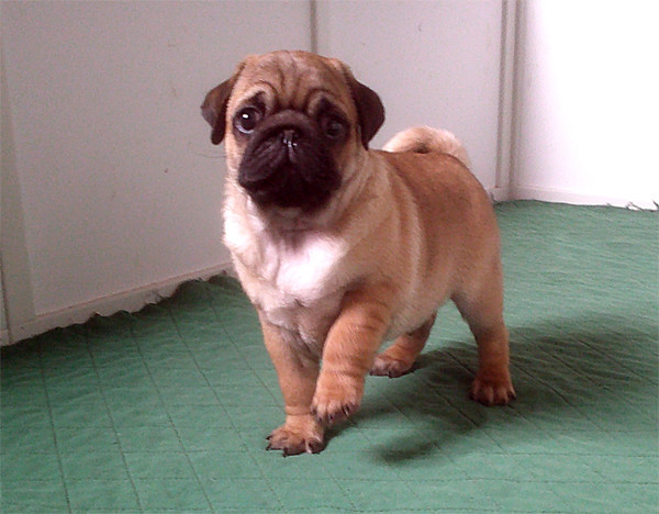 Nostalgie de France - Chiots disponibles - Carlin