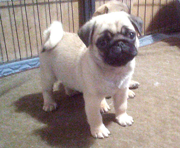 Nostalgie de France - Chiots disponibles - Carlin