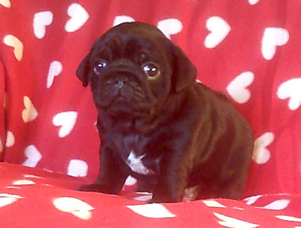 Nostalgie de France - Chiots disponibles - Carlin