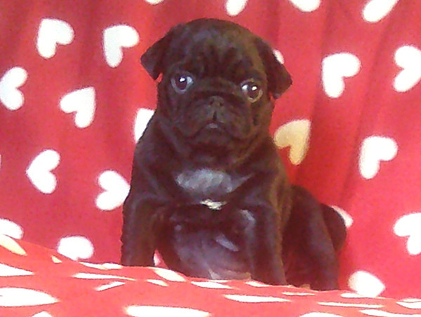 Nostalgie de France - Chiots disponibles - Carlin