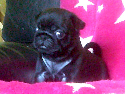 Nostalgie de France - Chiots disponibles - Carlin