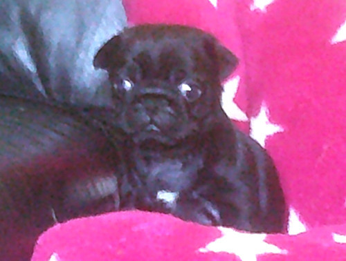 Nostalgie de France - Chiots disponibles - Carlin
