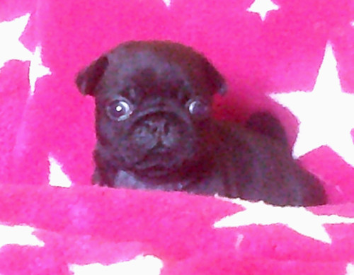 Nostalgie de France - Chiots disponibles - Carlin