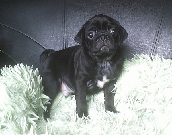 Nostalgie de France - Chiots disponibles - Carlin
