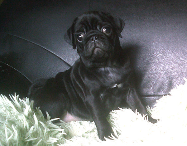 Nostalgie de France - Chiots disponibles - Carlin