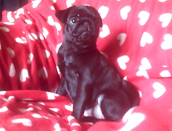 Nostalgie de France - Chiots disponibles - Carlin