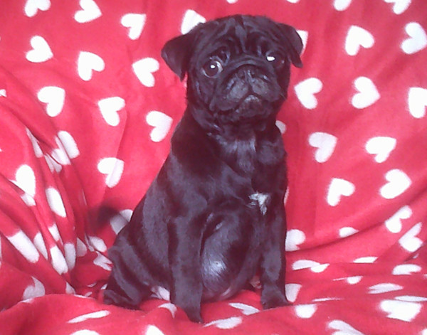 Nostalgie de France - Chiots disponibles - Carlin