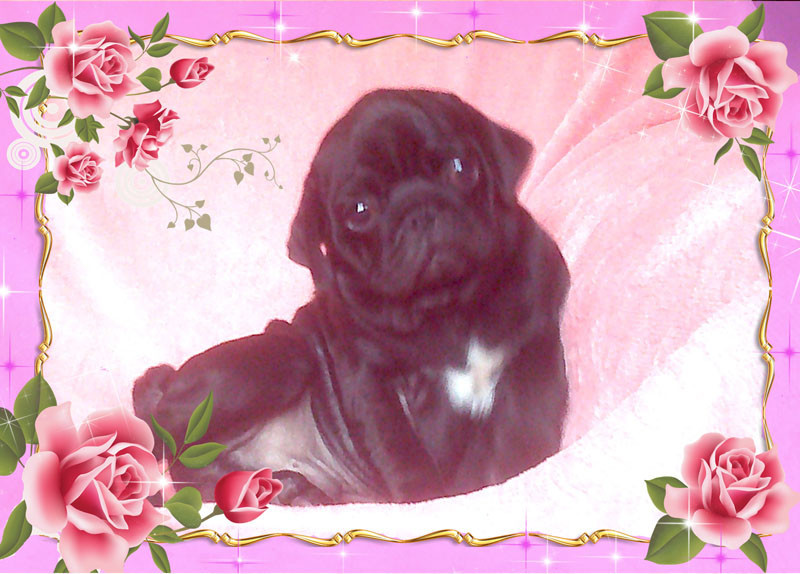 Nostalgie de France - Chiots disponibles - Carlin