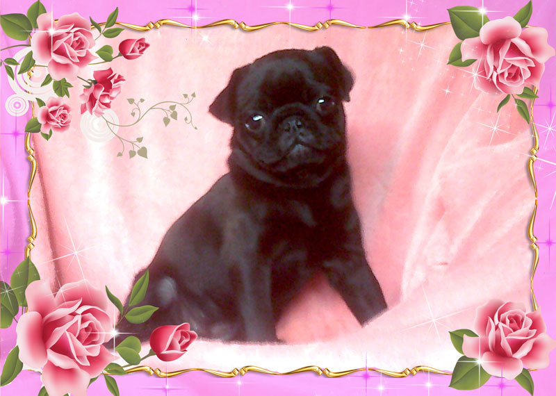 Nostalgie de France - Chiots disponibles - Carlin