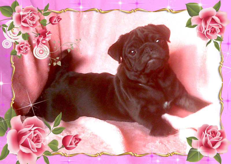 Nostalgie de France - Chiots disponibles - Carlin