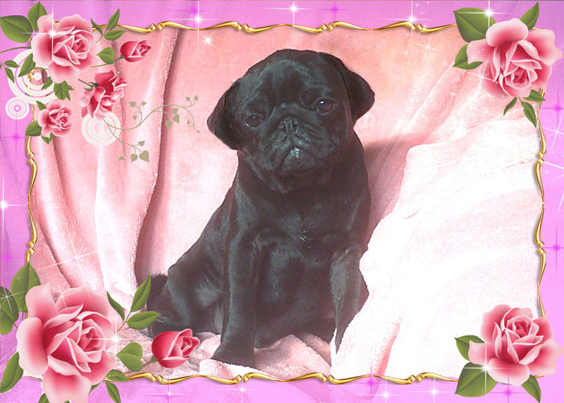 Nostalgie de France - Chiots disponibles - Carlin