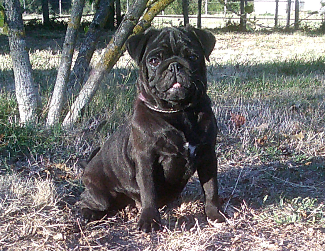Nostalgie de France - Chiots disponibles - Carlin