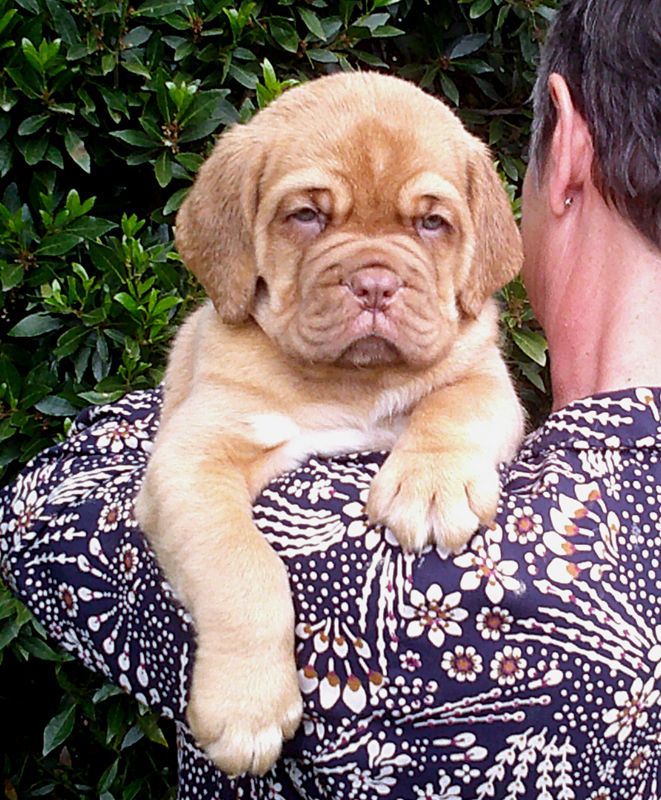 Nostalgie de France - Chiots disponibles - Dogue de Bordeaux