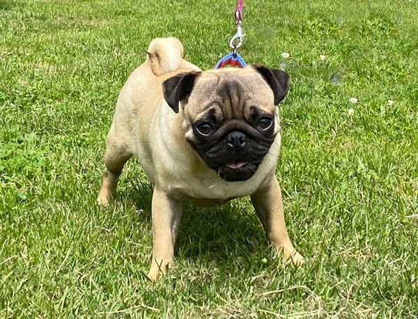 Nostalgie de France - Chiots disponibles - Carlin