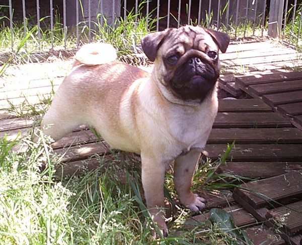 Nostalgie de France - Chiots disponibles - Carlin