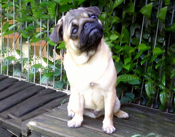 Nostalgie de France - Chiots disponibles - Carlin