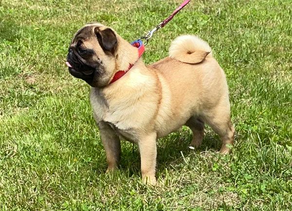 Nostalgie de France - Chiots disponibles - Carlin