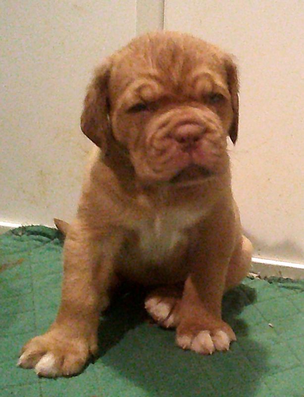 Nostalgie de France - Chiots disponibles - Dogue de Bordeaux