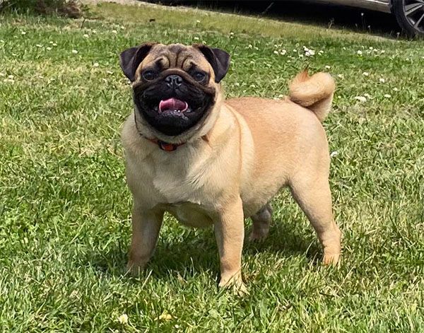 Nostalgie de France - Chiots disponibles - Carlin
