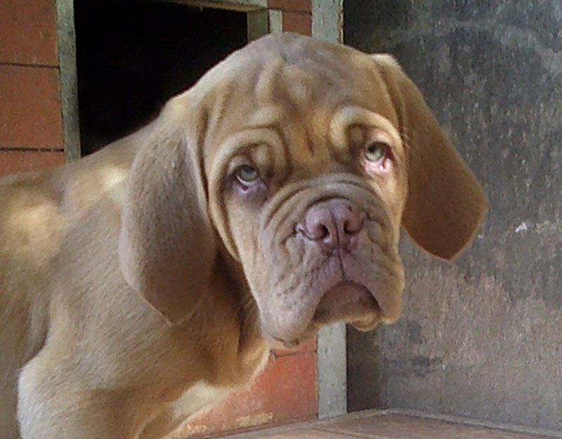 Nostalgie de France - Chiots disponibles - Dogue de Bordeaux