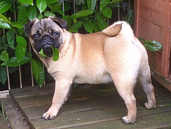 Nostalgie de France - Chiots disponibles - Carlin