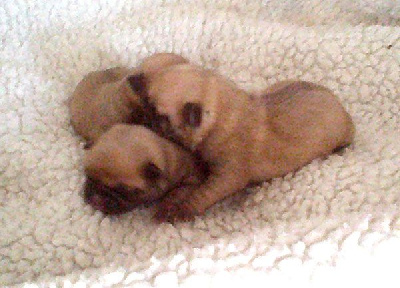 CHIOT 1