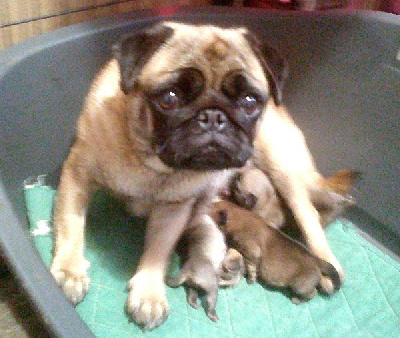CHIOT 2