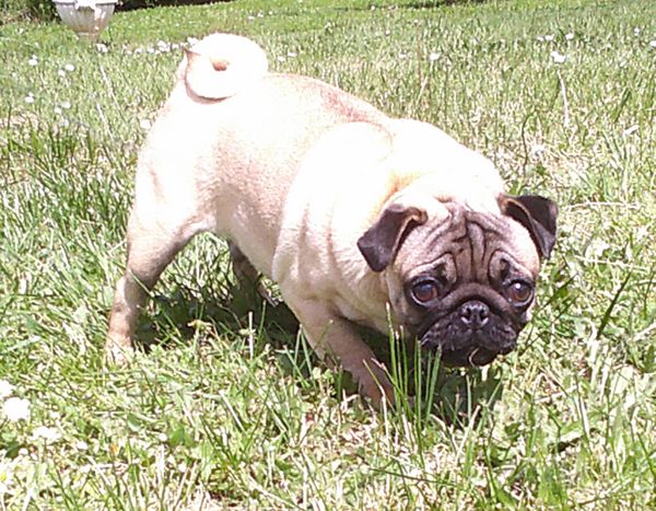 Nostalgie de France - Chiots disponibles - Carlin